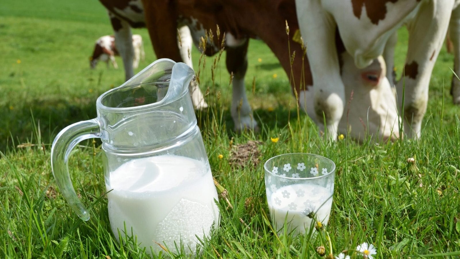 Sữa non mới lấy