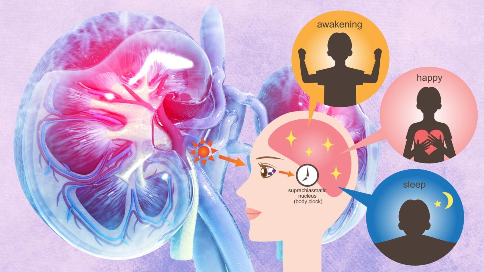 Chế độ ăn theo nhịp sinh học và bệnh thận