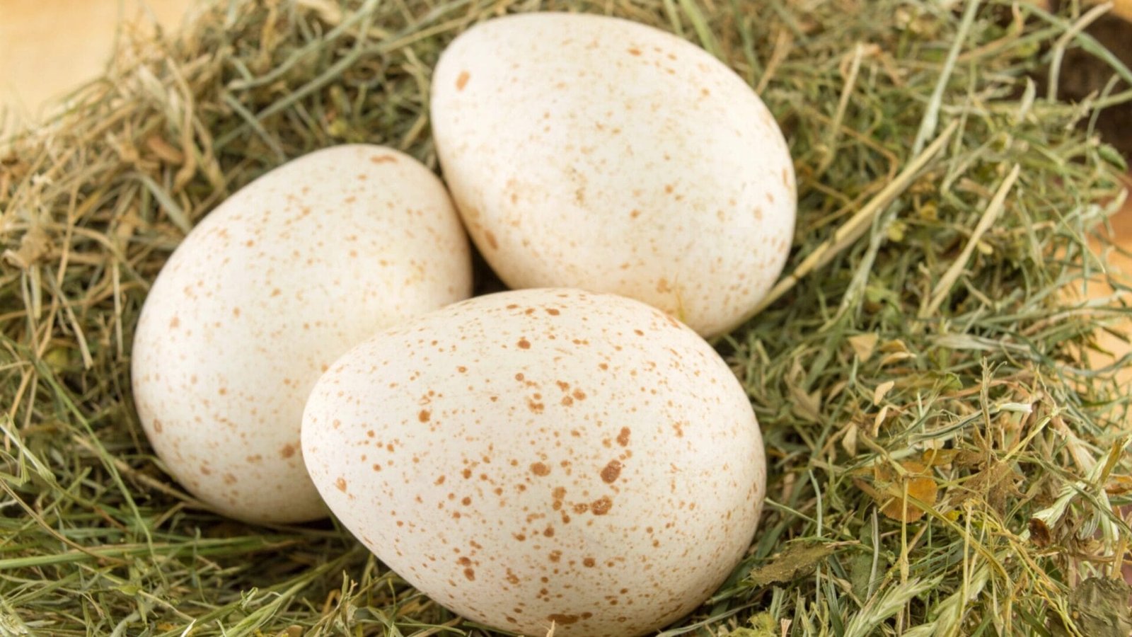 Trứng gà tây