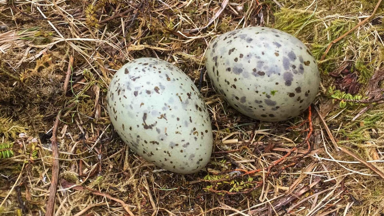 Trứng mòng biển